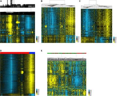 Construction of a Nine-MicroRNA-Based Signature to Predict the Overall Survival of Esophageal Cancer Patients